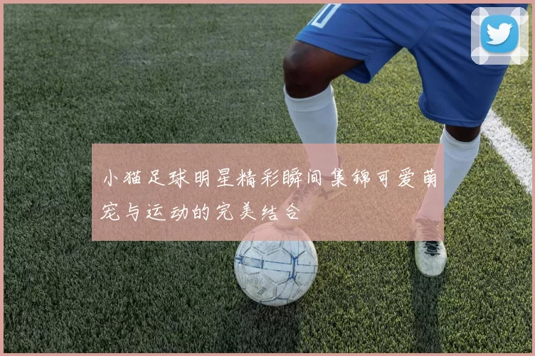 小猫足球明星精彩瞬间集锦可爱萌宠与运动的完美结合